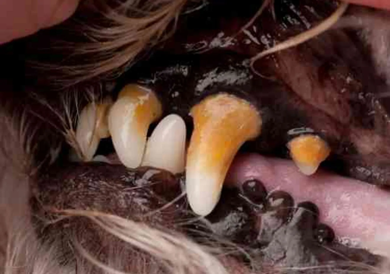 Close-up of a dog's teeth during a veterinary dental exam