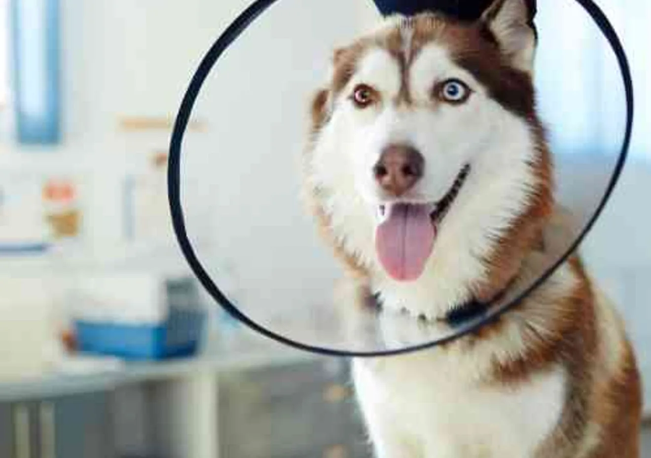A husky wearing a protective cone recovering comfortably