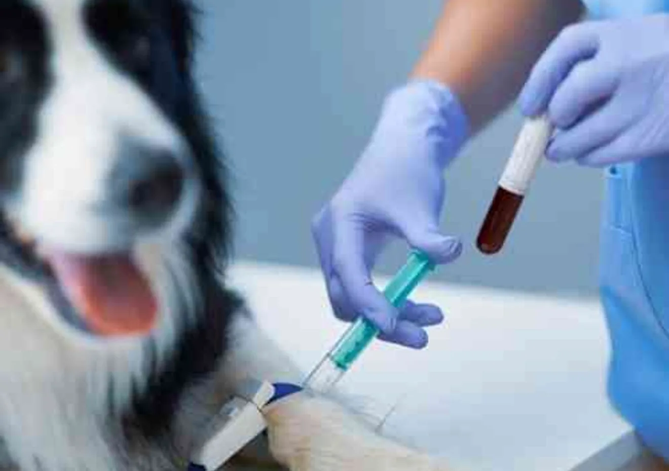 A veterinary technician drawing a blood sample from a dog