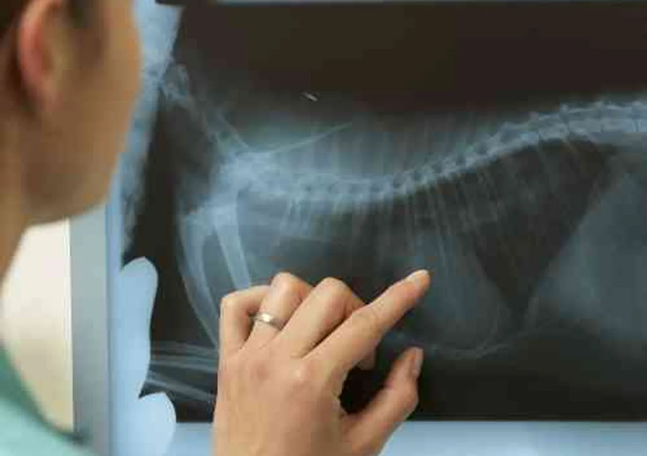 A veterinarian reviewing an X-ray of a pet's skeleton