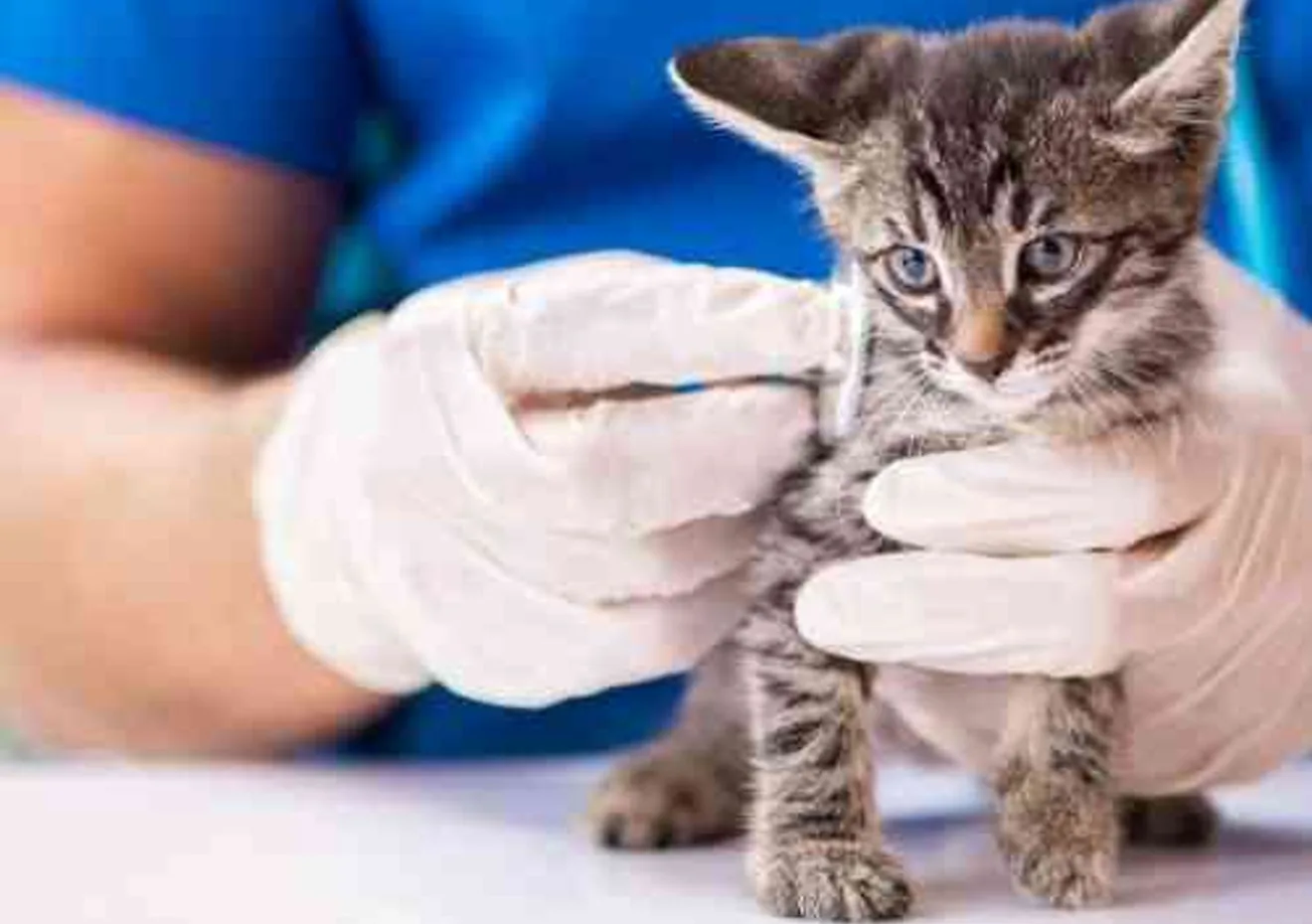 A veterinary team member gently examining a young kitten