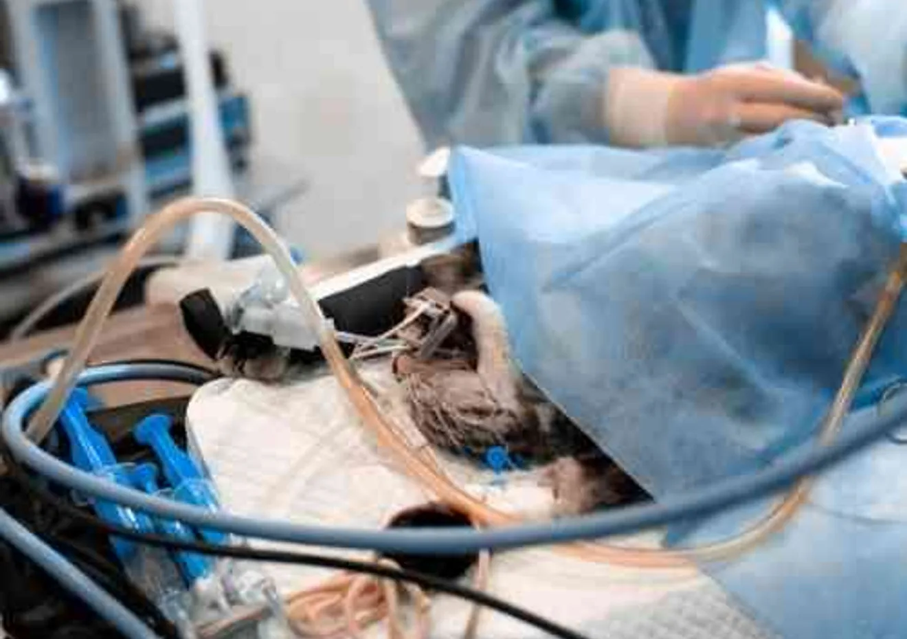 A veterinary surgical procedure under way at Gregory Veterinary Clinic